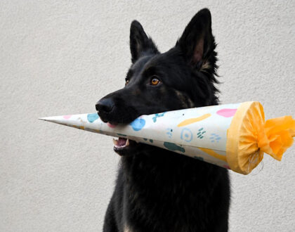 FDS-Schulhund Xaro eingeschult